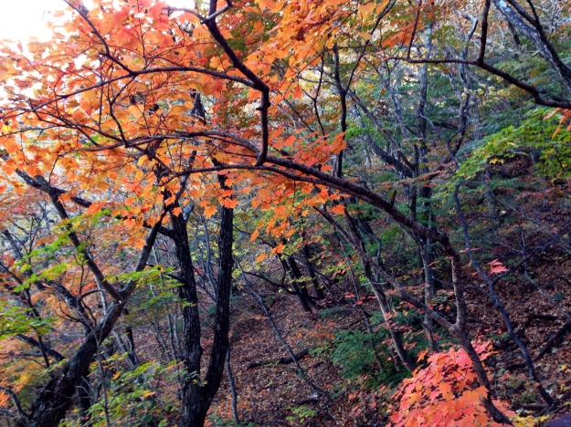 Autumn Leaves at Mt. Seorak 